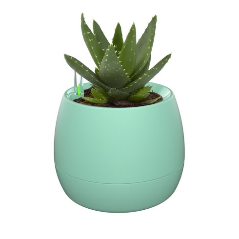 vaso mini botanika turquesa planta