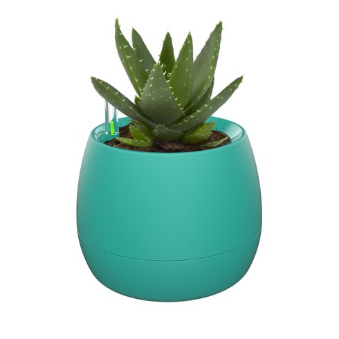 vaso mini botanika verde planta