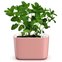 vaso botanika pequeno rose planta