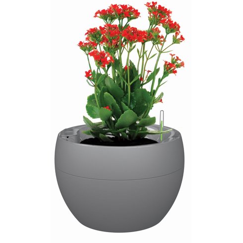 vaso medio botanika chumbo planta