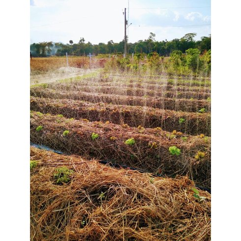 mangueira irrigacao santeno amb5