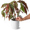 bokashi em capsulas yes we grow modo de uso