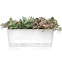 jardineira autoirrigavel raiz branco plantada