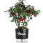 vaso autoirrigavel goumet pimenta plantado