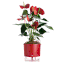 vaso autoirrigavel rainbow raiz n04 vermelho plantada