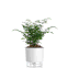 vaso autoirrigavel rainbow raiz n03 branco plantada
