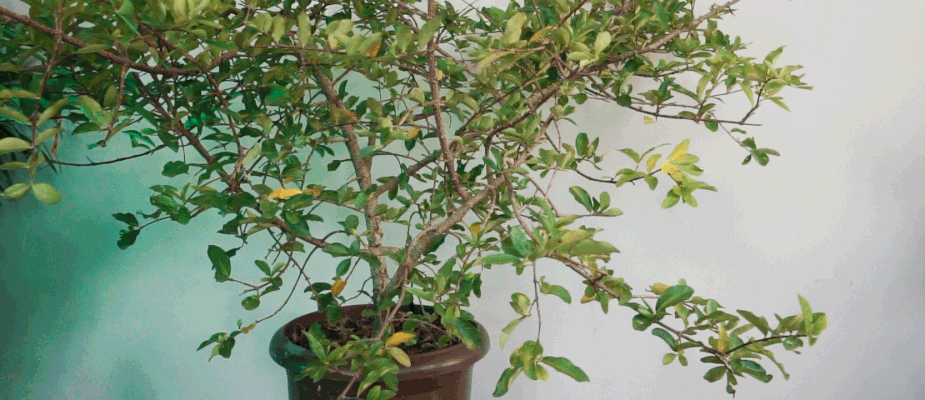 cultivo de frutiferas em vasos blog