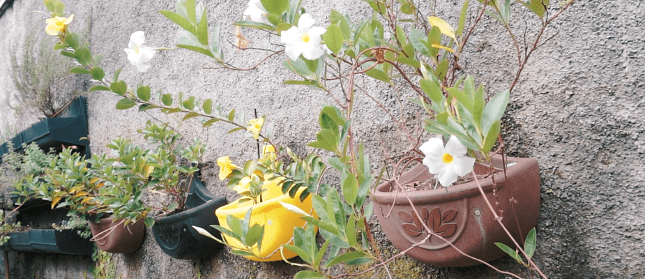 vasos meia lua blog verde vida landscape