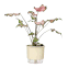 vaso autoirrigavel raiz terrazo calcario n03 plantado