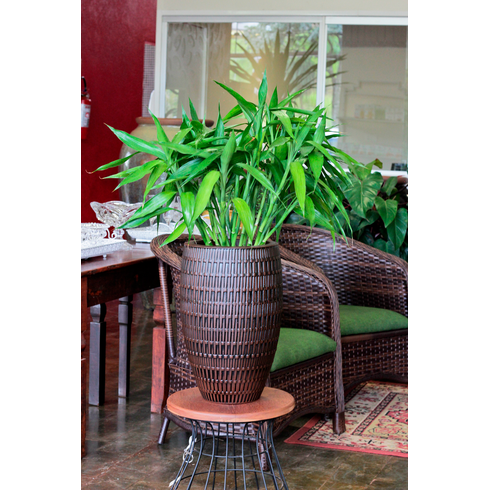 vaso bambu oval 60 carvalho ambientada