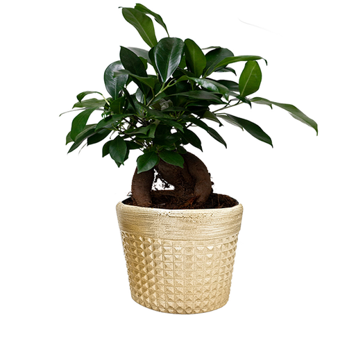 vaso redondo 11 1175 natural poliform ambientado