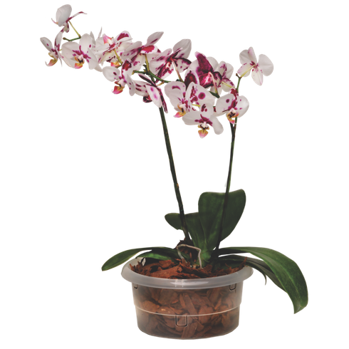 vaso de orquidea transparente com flor