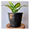 vaso redondo primavera 03 nutriplan preto