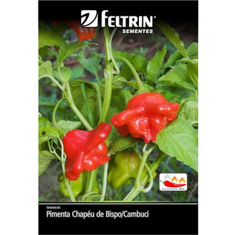 Semente Pimenta Chapéu de Bispo ( cambuci ) Feltrin