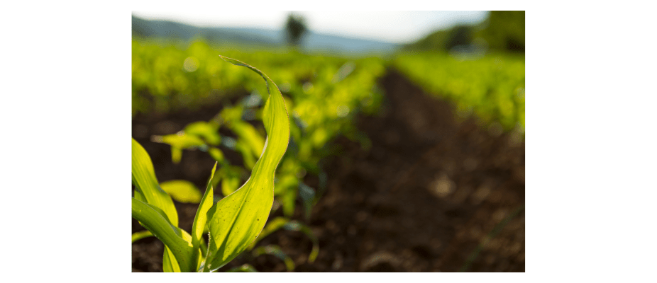 IMAGEM BLOG 790370px 5