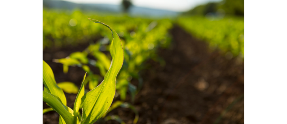 Como a primavera influencia na agricultura?