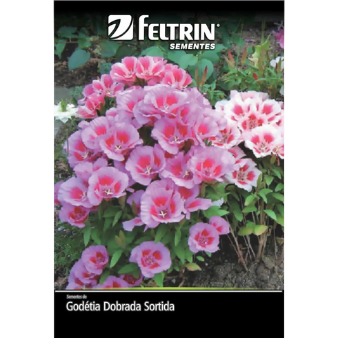 semente flor dodetia dobrada sortida ou flor azaleia golden feltrin 2g
