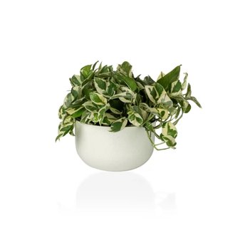 Cachepo DUE N6 Cuia 21 - 24,0 x 14,00 Raiz Cor 