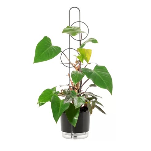 tutor para plantas 80cm 1