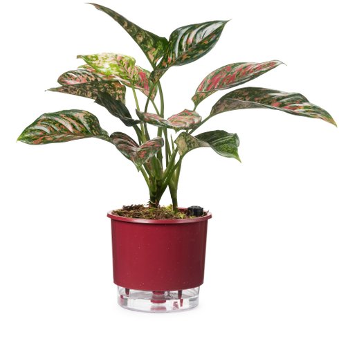 Vaso Auto 3 G Framboesa Plantado