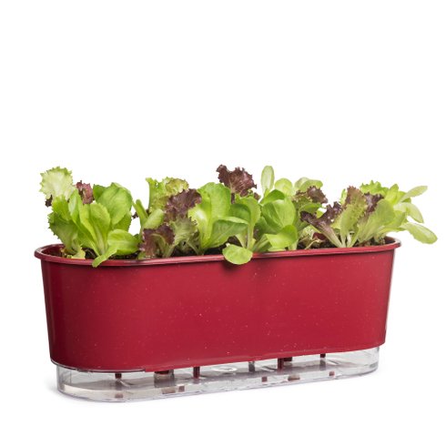 jard auto g framboesa plantado