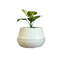 vaso brota company cuia