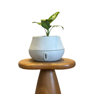 Vaso Cuia Decorativo Auto Irrigável M Brota Company Cor