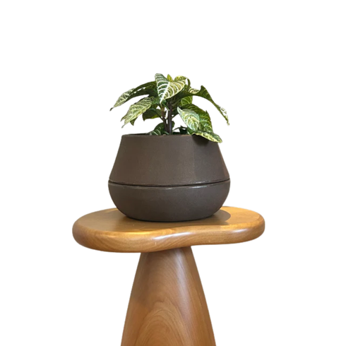 vaso brota company cuia 4