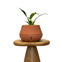 vaso brota company cuia 5