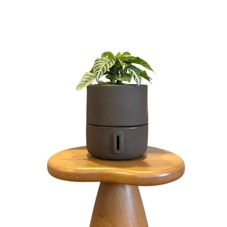 Vaso Brota Urbi Auto Irrigável P Brota Company Cor