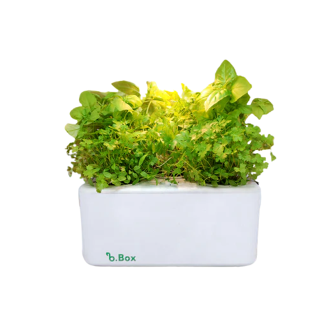 horta brota company