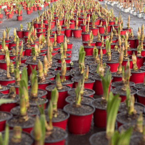 kit holambra vermelho jpeg