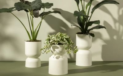 CACHPO RAIZ DESCRIO 03