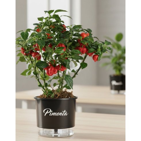autoirrigavel n03 pimenta 2