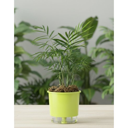 vaso auto irrigavel n 02 pequeno raiz verde claro