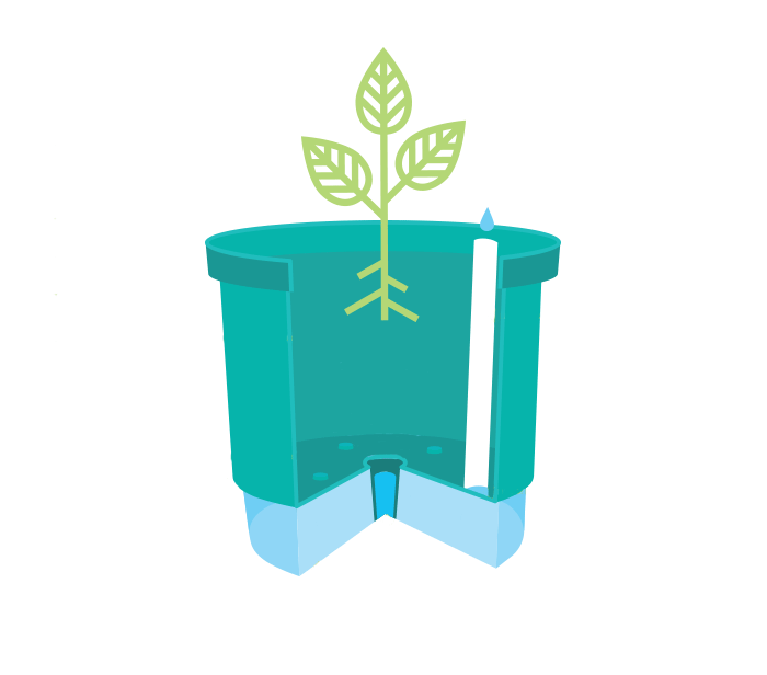 copia de como funciona vaso irrigavel