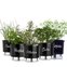 kit 5 vasos gourmet raiz
