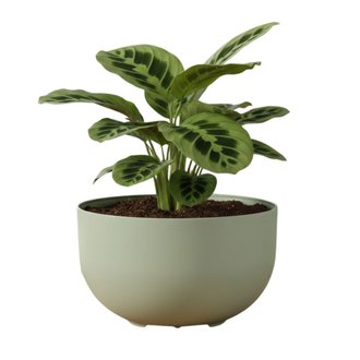 Cachepo DUE N1 Mini Cuia Pote 13 Raiz Cor