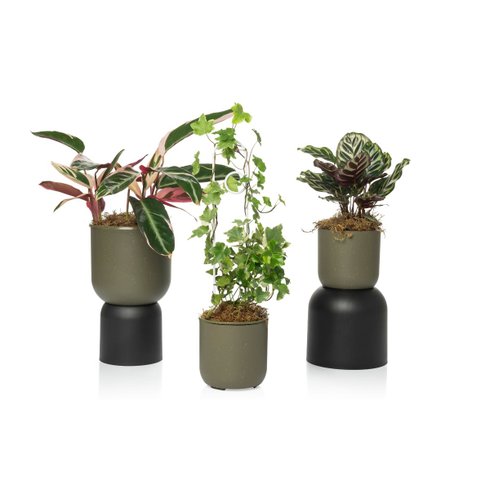 cachepo due n2 pote 12 raiz cor basalto 3 2