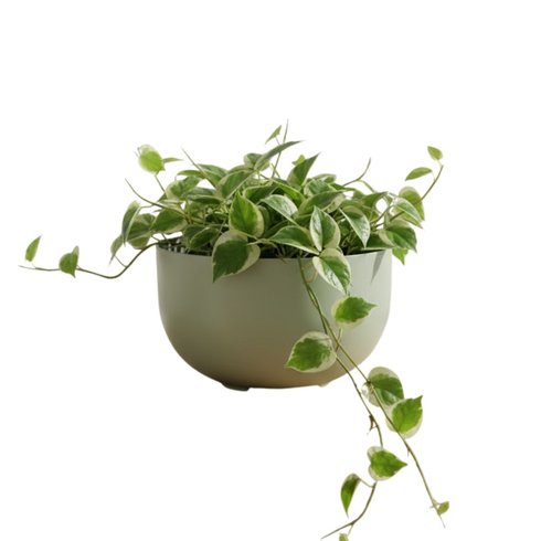 cachepo due n6 cuia 21 24 0 x 14 00 raiz cor verde sage 3
