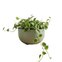 cachepo due n6 cuia 21 24 0 x 14 00 raiz cor verde sage 3