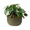 cachepo due n6 cuia 21 24 0 x 14 00 raiz cor verde sage 2