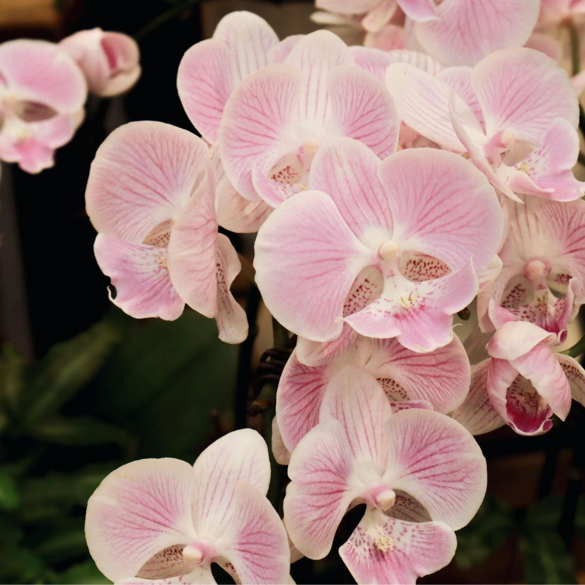 Fertilizante Farelado para Orquídeas - Manutenção 20-20-20 Forth