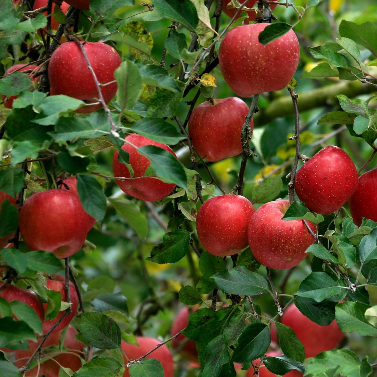Fertilizante Foliar Lquido Concentrado para Jardim Forth 2