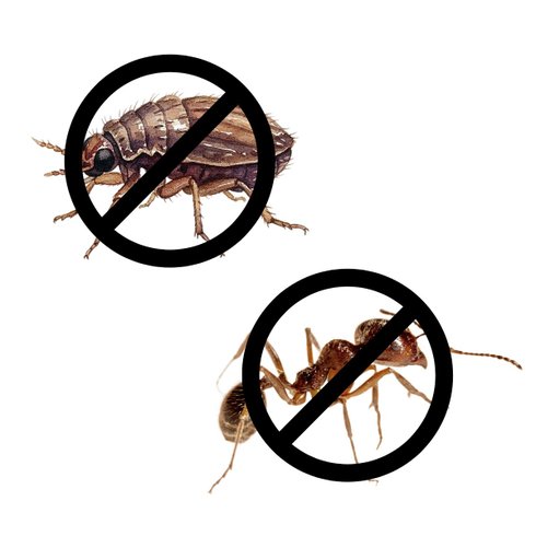 nitrocid inseticida deltametrina 0 05 nitrosin 50 g