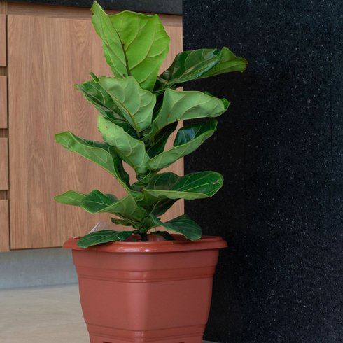 vaso preto rischiotto n35 4