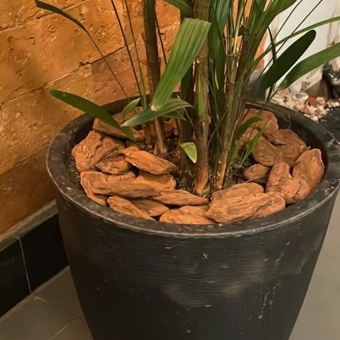 casca de pinus polida 01