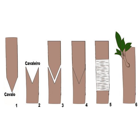 5851 alicate para enxertia 2