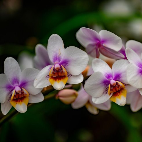 fert orquideas 420g orquidea