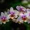 fert orquideas 420g orquidea
